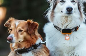GPS-Enabled Collars